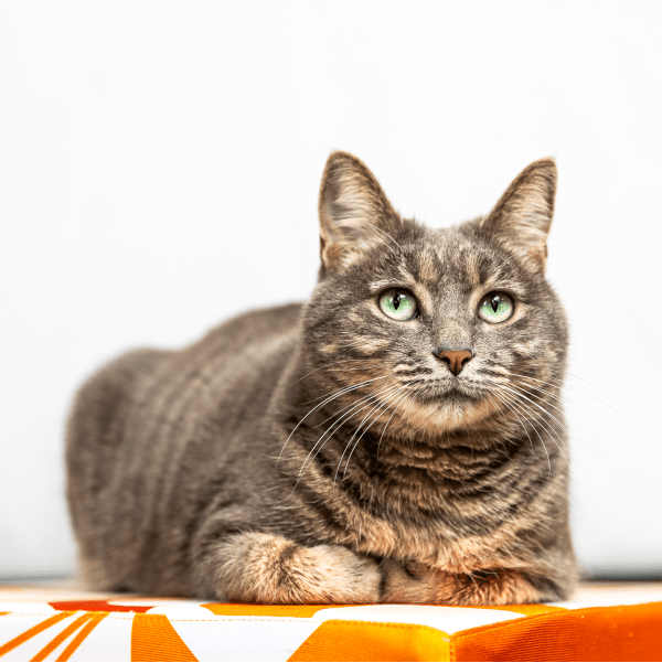 Luna – Chief Happiness Officer PROMER